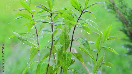 drops of water run down on green plants when it rains, plants move in the wind on a green background, macro shooting of leaves and dew drops