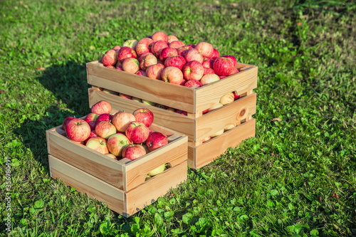 Ripe apples in a wooden box