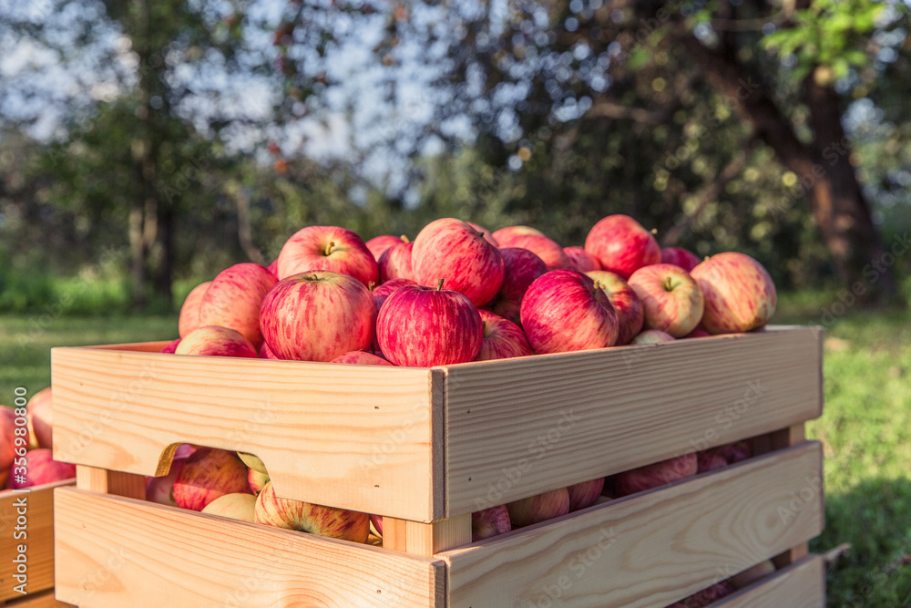 Ripe apples in a wooden box Ripe apples in a wooden box