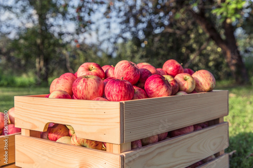 Ripe apples in a wooden box