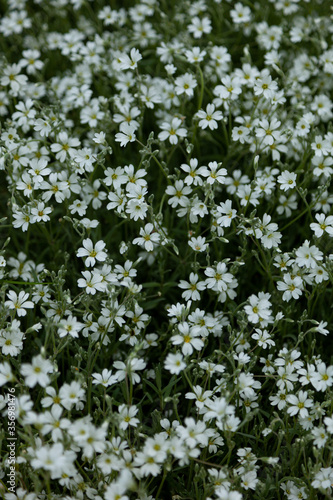 Background from white flowers. Stubble is a genus of herbaceous plants in the clove family. Bush in the garden. Little white flower background.