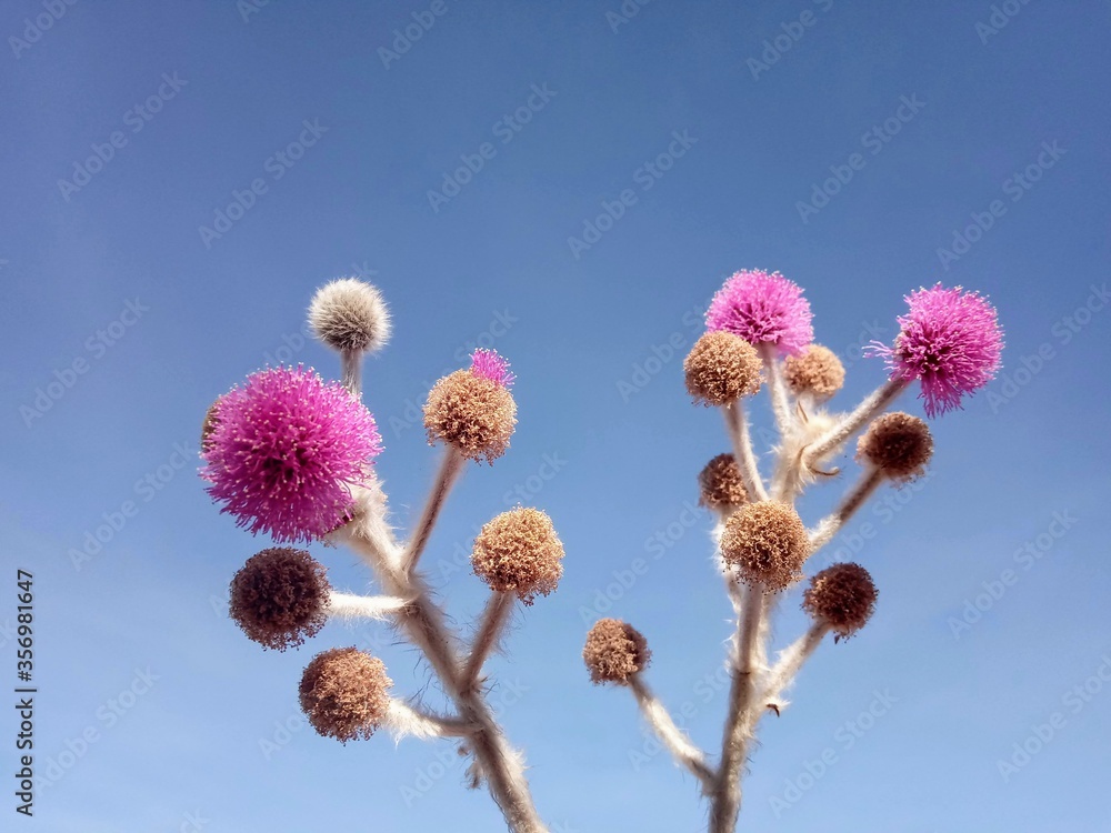 Fototapeta premium flowers of a willow