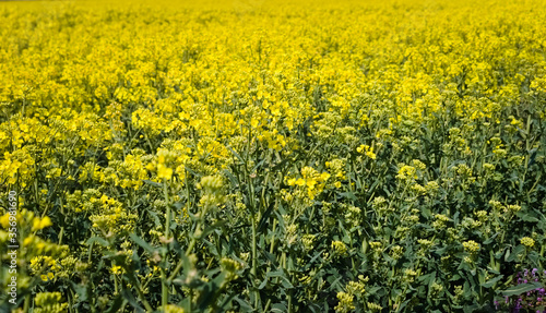 Yellow rapeseed field. Canola bloming.  © Andzia