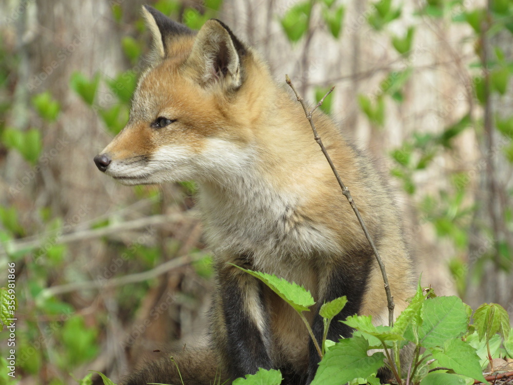 Young red fox looking at something in the forest in springtime 