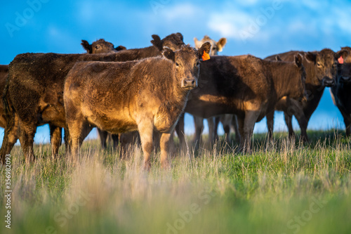 Cows eating grass. photo