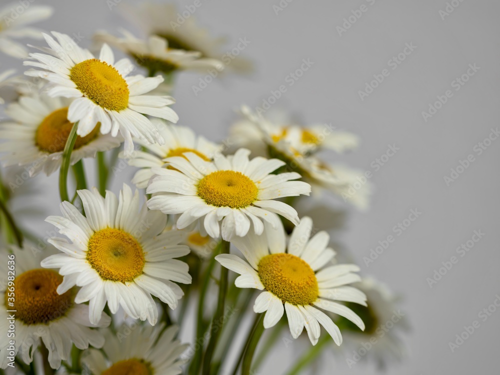 Fresh cut daisy flowers up close in a macro photography still life shot with a clean white gray background. White flowers with yellow centers. Nature brought inside. Fresh cut daisy flowers up close in a macro photography still life shot with a clean white gray background. White flowers with yellow centers. Nature brought inside.