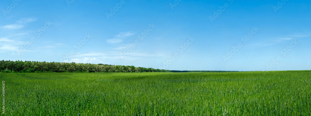 panorama of green wheat field and blue sky