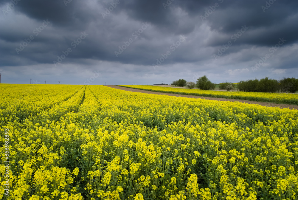 rapeseed field in spring