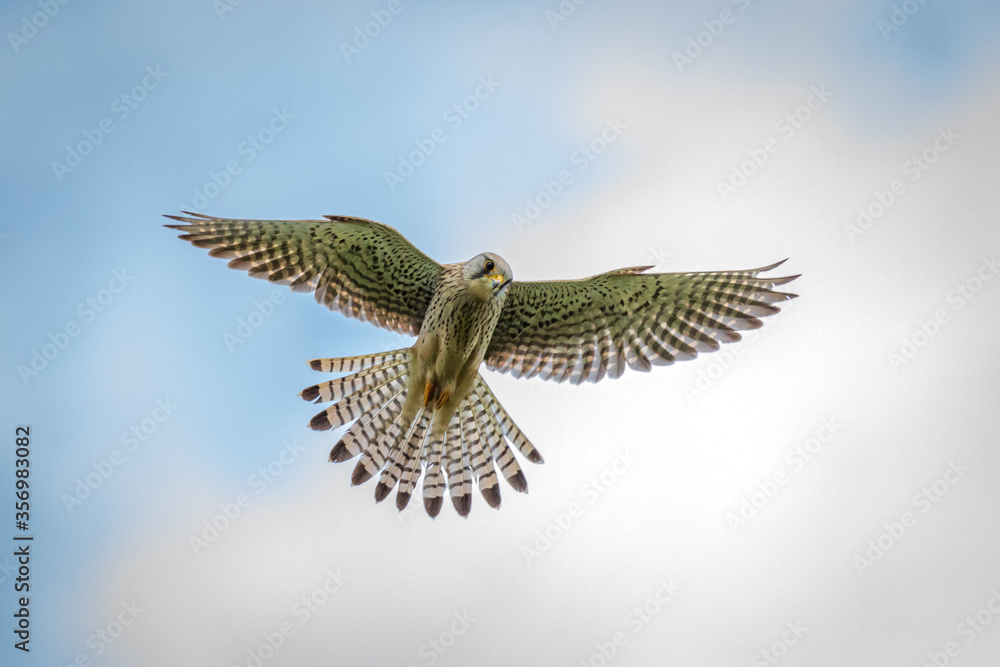 Fototapeta premium Falke in der Luft