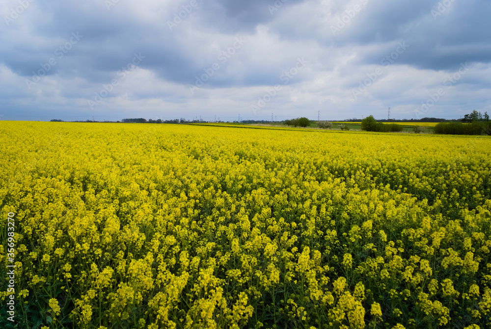 rapeseed field in spring