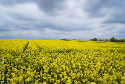 Yellow rapeseed field. Canola bloming. 