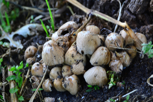 The first summer mushrooms after heavy rains