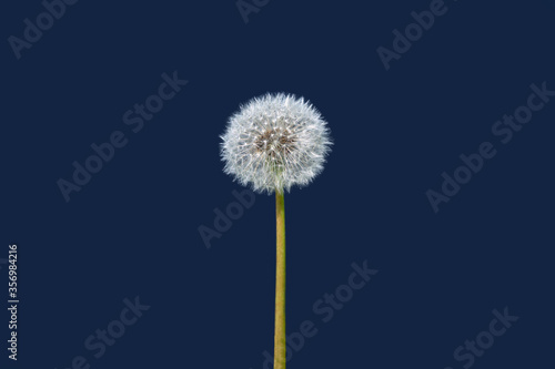 Dandelion on a dark background isolated