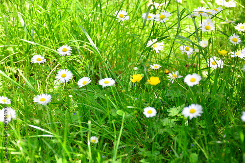 Beautiful white daisies in a meadow among green grass