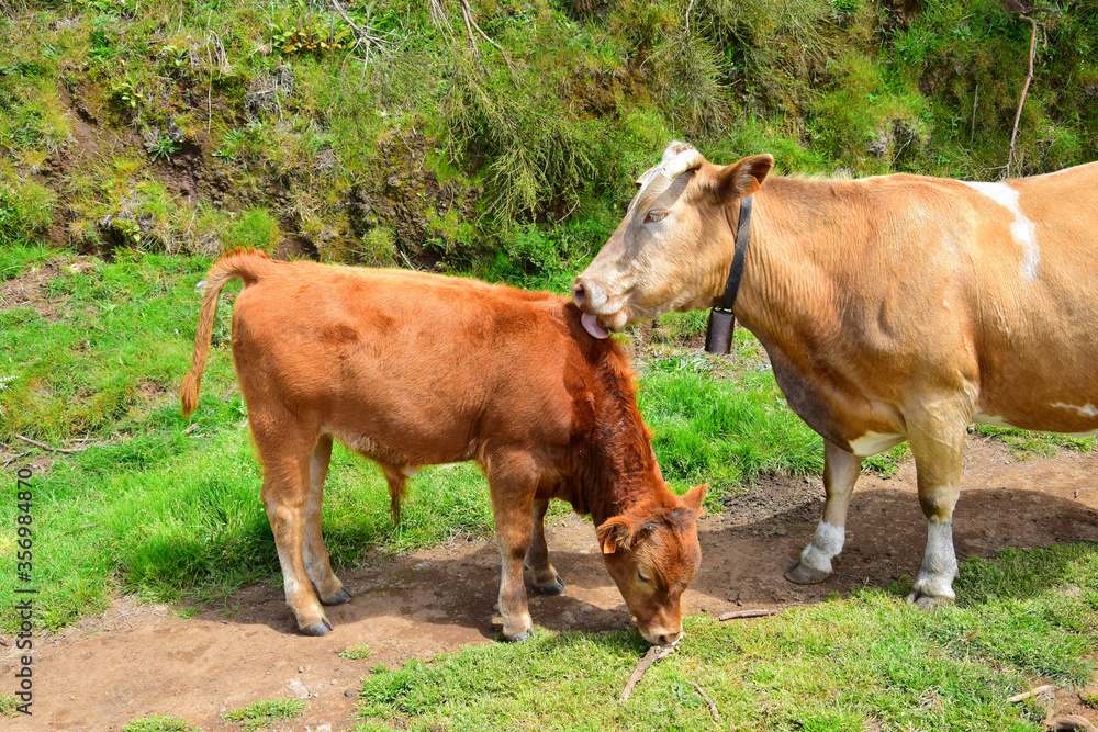 A brown piebald cow with horns licking her calf. Madeira, Portugal. A brown piebald cow with horns licking her calf. Madeira, Portugal.
