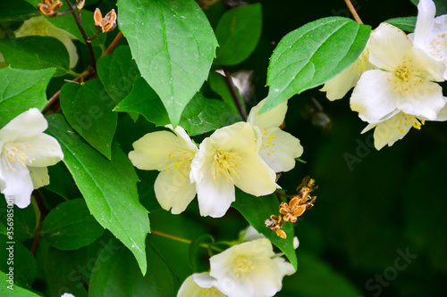 Wallpaper Mural Beautiful and delicate white jasmine blossomed on a summer sunny day Torontodigital.ca