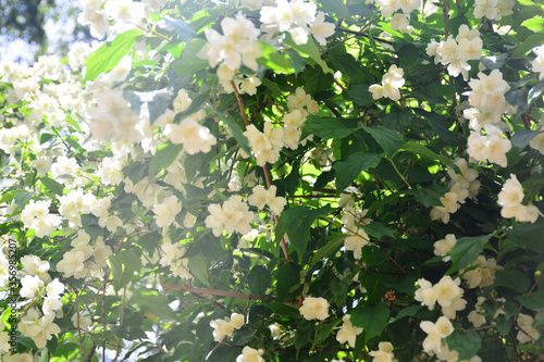 Beautiful and delicate white jasmine blossomed on a summer sunny day
