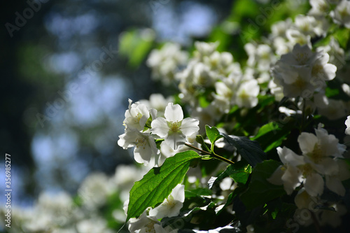 Wallpaper Mural Beautiful and delicate white jasmine blossomed on a summer sunny day Torontodigital.ca