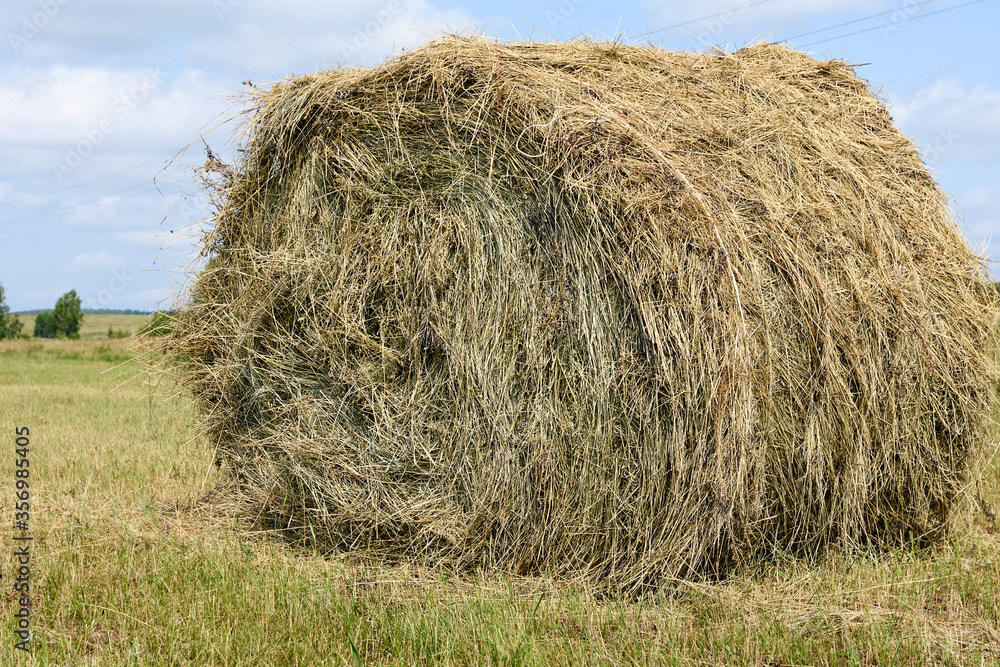 Mowed grass laid in drying stacks. Roll of hay in field Mowed grass laid in drying stacks. Roll of hay in field