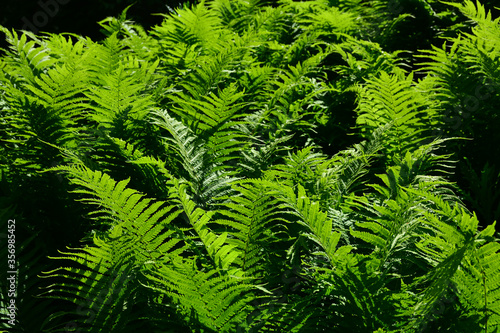 Wallpaper Mural Beautiful fern leaves. Background. Texture Torontodigital.ca