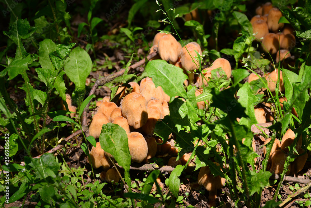 The first summer mushrooms after heavy rains The first summer mushrooms after heavy rains