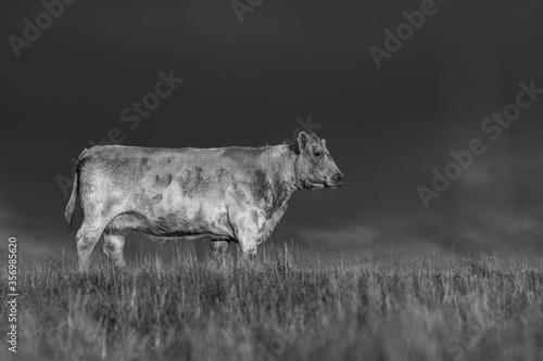 Cows eating grass. photo