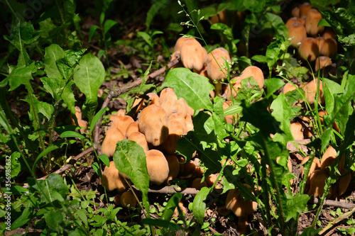 Wallpaper Mural The first summer mushrooms after heavy rains Torontodigital.ca