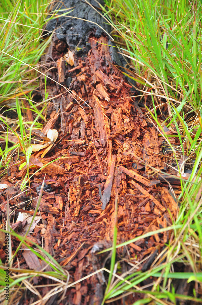 The remains of dead trees began to disintegrate On the green grass The remains of dead trees began to disintegrate On the green grass