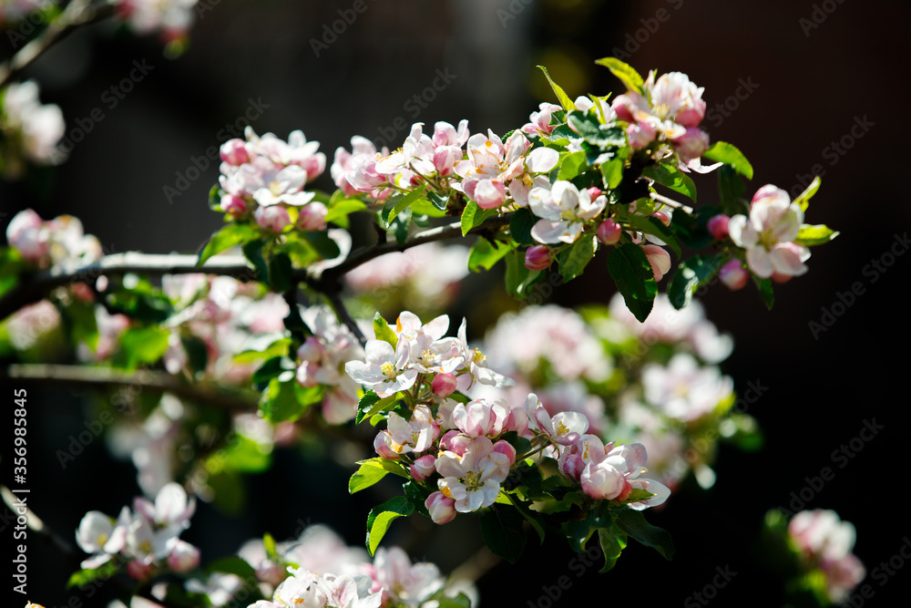 apple tree blossom