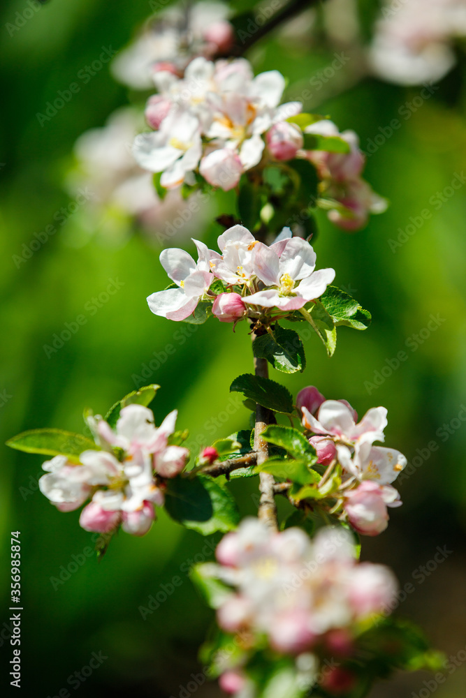 apple tree blossom apple tree blossom