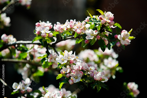 apple tree blossom © Олег Ткачук