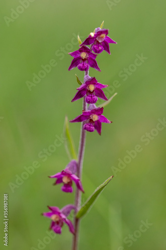 Rotbraune St  ndelwurz in Unterfranken Epipactis atrorubens