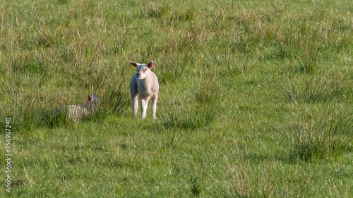 Two young lambs in a field near Lennoxtown in Scotland photo