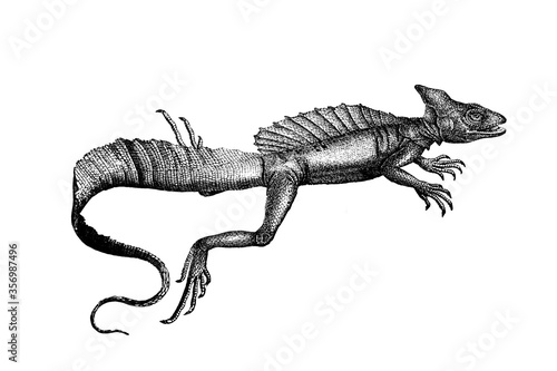 Konstfotografi Old illustration of a Basilisk