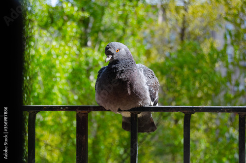 sitting pigeon on the balcony