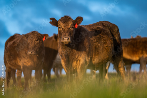 Cows eating grass. photo