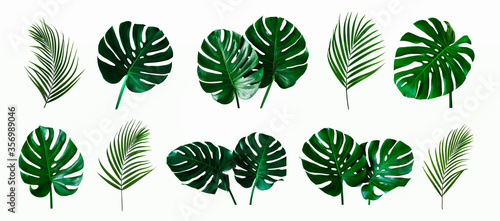 set of green monstera and palm plant leaf isolated on white background for design elements, Flat lay