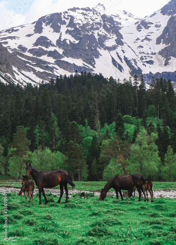A herd of horses grazes in the valley amid snow-capped mountain peaks © Ekaterina