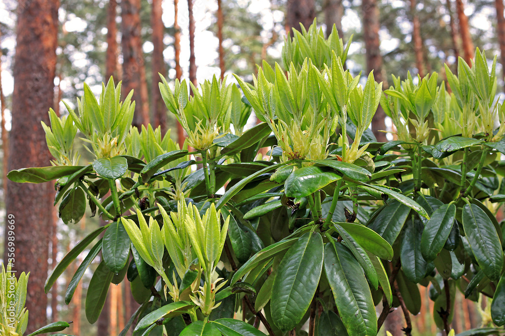 Obraz premium Rhododendron in spring