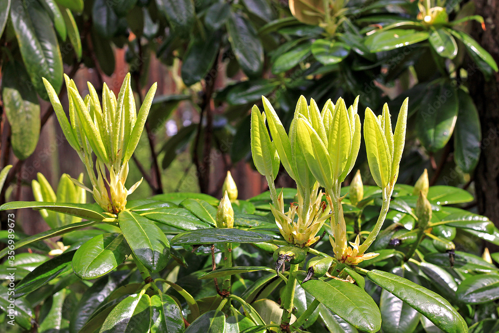 Rhododendron in spring Rhododendron in spring