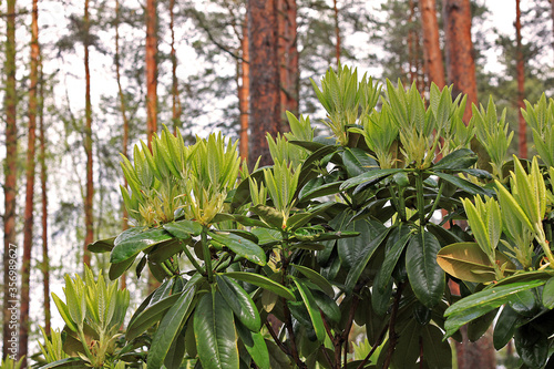 Rhododendron in spring