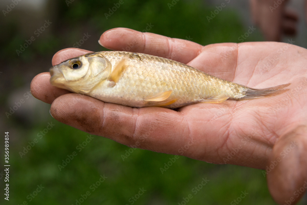On the man's hand lies a small live freshly caught freshwater fish. Fishing. On the man's hand lies a small live freshly caught freshwater fish. Fishing.