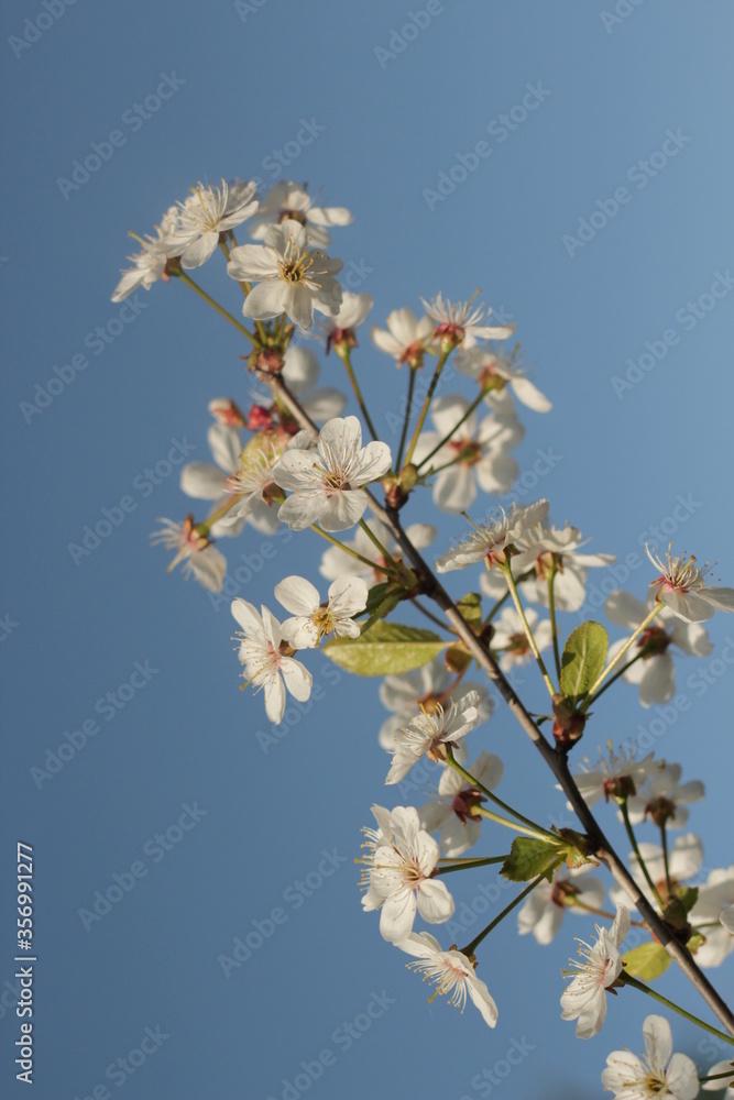 Cherry blossoms against the sky. Flowers of a beautiful tree. Cherry blossoms against the sky. Flowers of a beautiful tree.