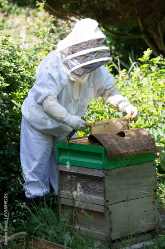 Beekeeping in Hampshire UK