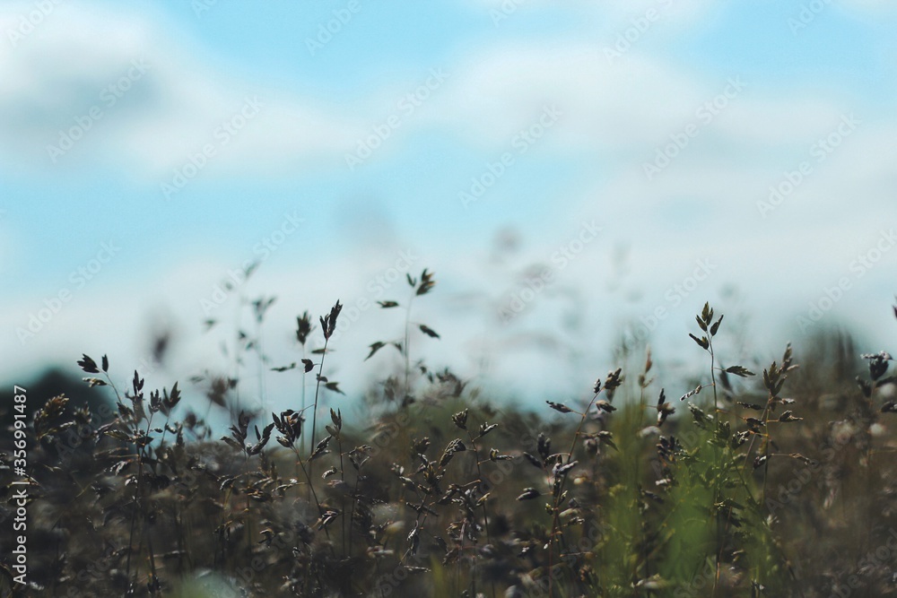 Field. Through the universe. Grass. Nature. Summer photography Field. Through the universe. Grass. Nature. Summer photography