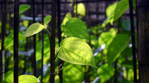 betel green leaves in the garden