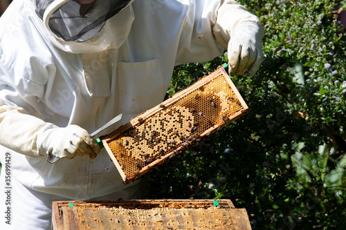 Beekeeping in Hampshire UK