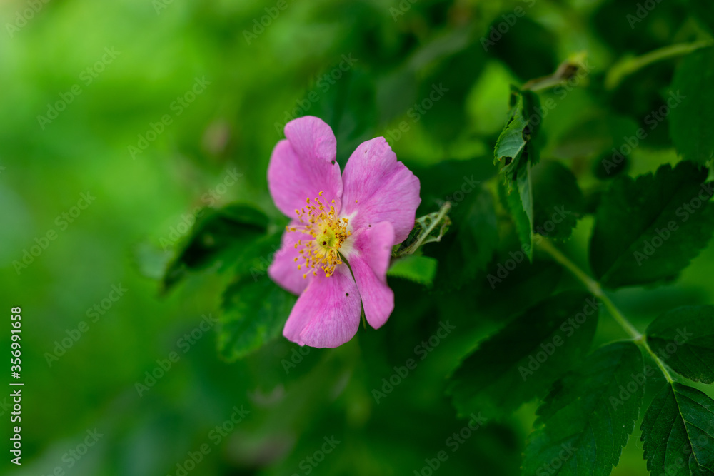 flowering pink rosehips in greenery