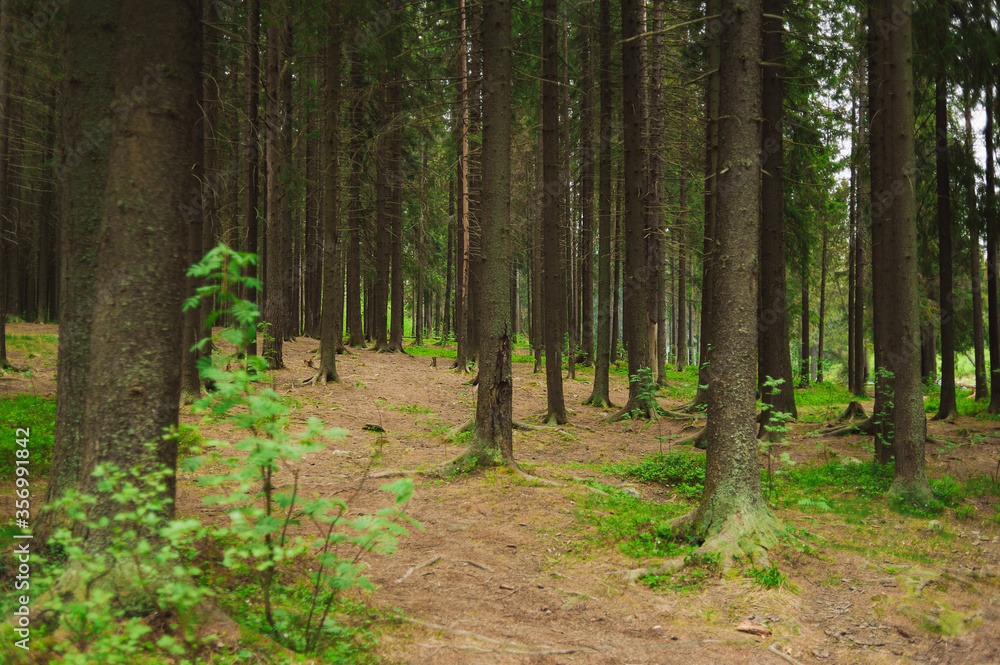 Tall trees in a pine forest