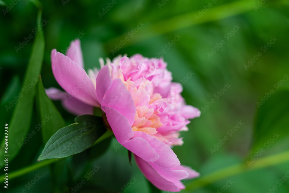 chic flowering seasonal pink peony chic flowering seasonal pink peony